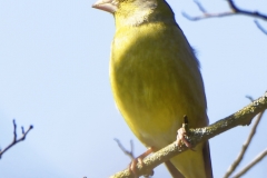 Greenfinch on Branch Front View