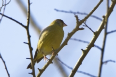 Greenfinch on Branch Front View