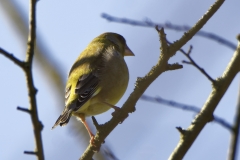 Greenfinch on Branch Back View