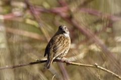 Dunnock Back View on a Branch