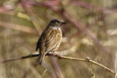 Dunnock Back View on a Branch