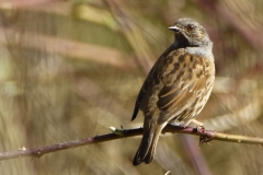 Dunnock Back View on a Branch