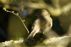 Willow Warbler Back View on a Branch