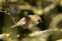 Willow Warbler Back View on a Branch