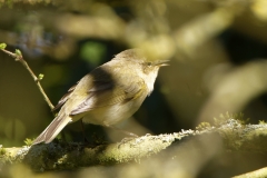 Willow Warbler Back View on a Branch