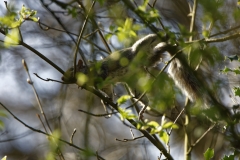 Squirrel in Tree Eating Flowering Buds