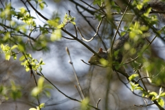 Squirrel in Tree Eating Flowering Buds