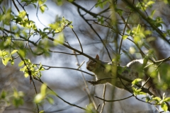 Squirrel in Tree Eating Flowering Buds