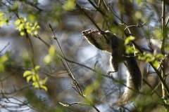 Squirrel in Tree Eating Flowering Buds