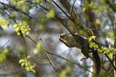 Squirrel in Tree Eating Flowering Buds