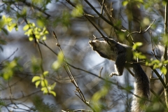 Squirrel in Tree Eating Flowering Buds