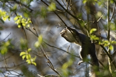 Squirrel in Tree Eating Flowering Buds