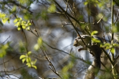 Squirrel in Tree Eating Flowering Buds