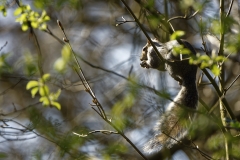 Squirrel in Tree Eating Flowering Buds