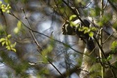 Squirrel in Tree Eating Flowering Buds