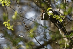 Squirrel in Tree Eating Flowering Buds