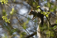 Squirrel in Tree Eating Flowering Buds