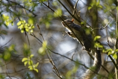 Squirrel in Tree Eating Flowering Buds