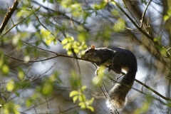 Squirrel in Tree Eating Flowering Buds