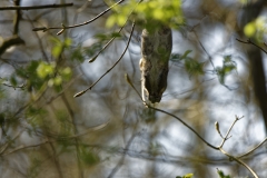 Squirrel Hanging Upside Down in Tree Eating Flowering Buds