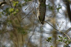 Squirrel Hanging Upside Down in Tree Eating Flowering Buds