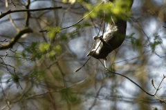 Squirrel Hanging Upside Down in Tree Eating Flowering Buds