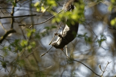 Squirrel Hanging Upside Down in Tree Eating Flowering Buds