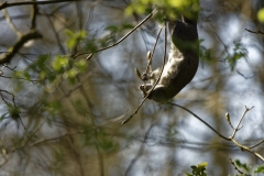 Squirrel Hanging Upside Down in Tree Eating Flowering Buds