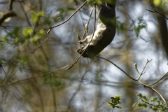 Squirrel Hanging Upside Down in Tree Eating Flowering Buds