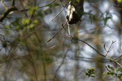 Squirrel Hanging Upside Down in Tree Eating Flowering Buds