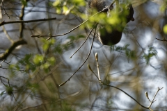 Squirrel Hanging Upside Down in Tree Eating Flowering Buds