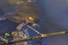 Toads in a Pond