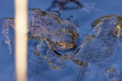 Toads in a Pond