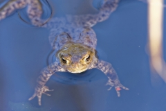 Toad in a Pond