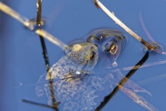 Male & Female Toad in a Pond