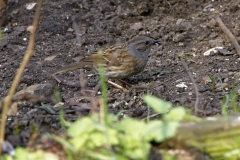 Dunnock Side View on the Ground