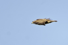 Buzzard in Flight