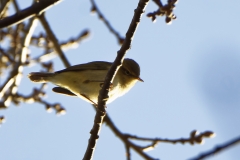 Chiffchaff Side View on Branch