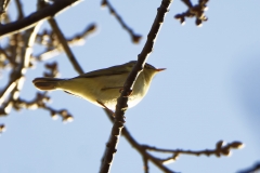 Chiffchaff Side View on Branch