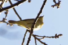 Chiffchaff Side View on Branch