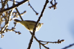 Chiffchaff Side View on Branch