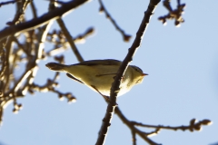 Chiffchaff Side View on Branch