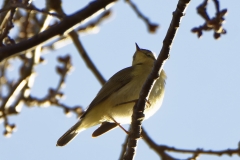 Chiffchaff Side View on Branch