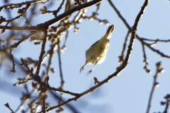 Chiffchaff Back View Starting Flight