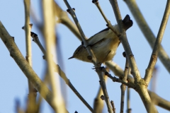 Chiffchaff Side View on Branch