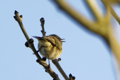 Chiffchaff Singing Back View on Branch