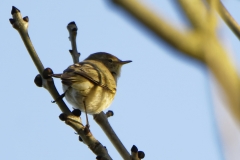 Chiffchaff  Back View on Branch