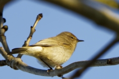 Chiffchaff Side View on Branch