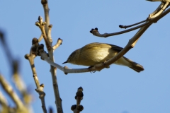 Chiffchaff Side View on Branch