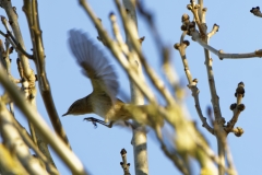 Chiffchaff Back View in Flight